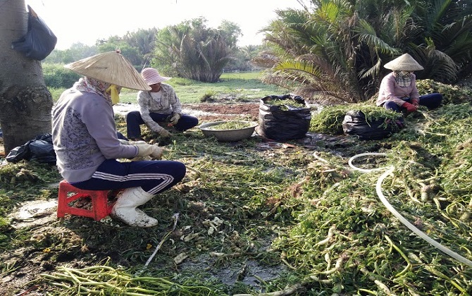 Trải lòng của người làm nghề nhặt rau nhút thuê