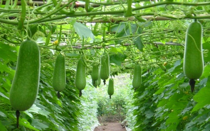 Bài thuốc dân gian chữa bệnh từ trong ra ngoài của bí đao