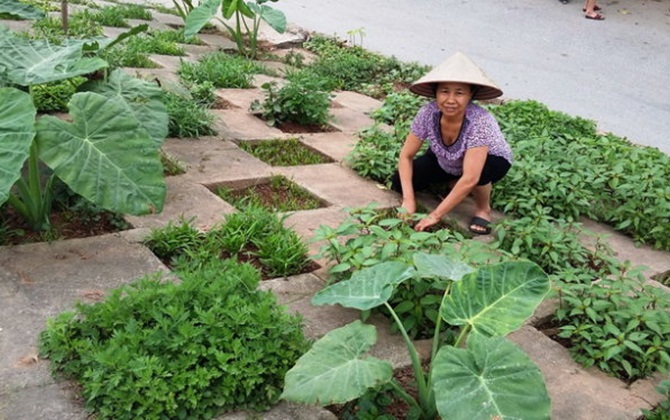 Rau sạch và định kiến
