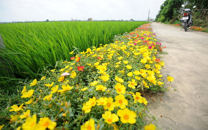 Đường hoa dài 3 km bên cạnh ruộng lúa xanh mướt