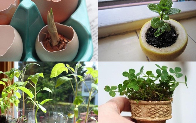 Trồng cây từ những vật dụng đơn giản đến không ngờ