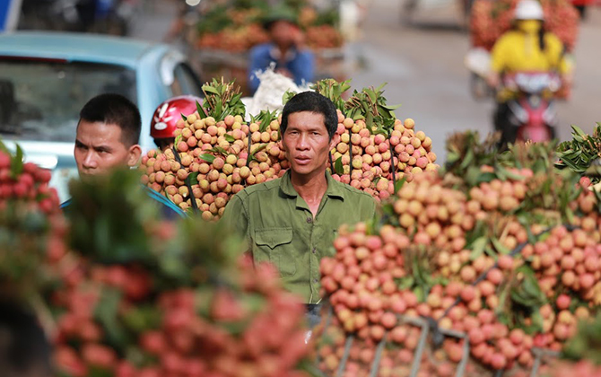 Chùm ảnh: Nhộn nhịp mùa vải chín rộ ở Bắc Giang