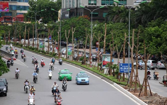Trồng phượng ở dải phân cách: Vì đâu cả chuyên gia lẫn người dân băn khoăn?