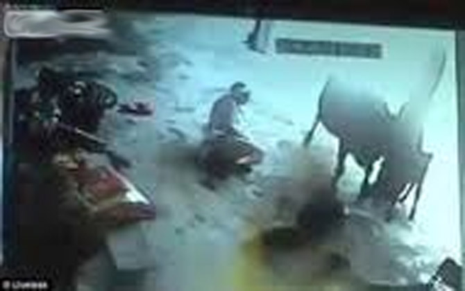 Người đàn ông bị bắt quả tang khi làm trò "đồi bại" với bò cái