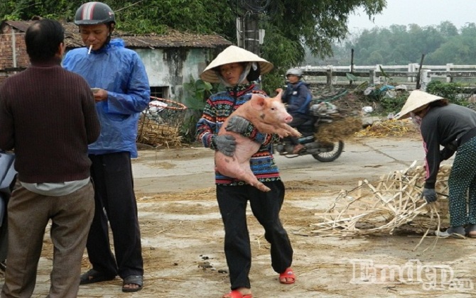 Nhọc nhằn những phận đời góa phụ giữa chợ heo lớn nhất miền Trung