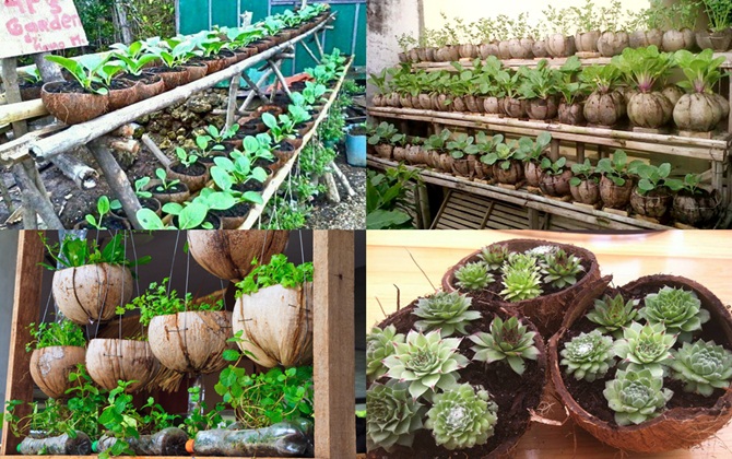Vườn cây xanh um trồng trong vỏ dừa