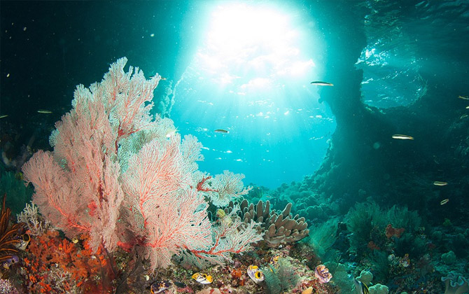 Lặn ngắm san hô đẹp mê hoặc ở Raja Ampat, Indonesia