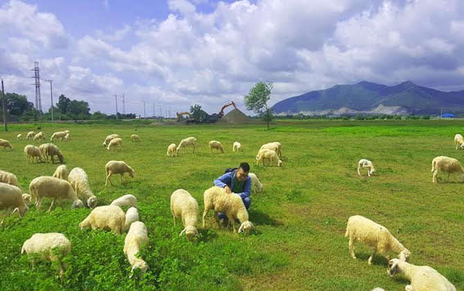 Mê đắm cánh đồng cừu đẹp như trời Âu ở Vũng Tàu