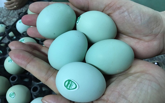 Giật mình trứng gà xanh siêu lạ, mỗi ngày bán 10.000 quả
