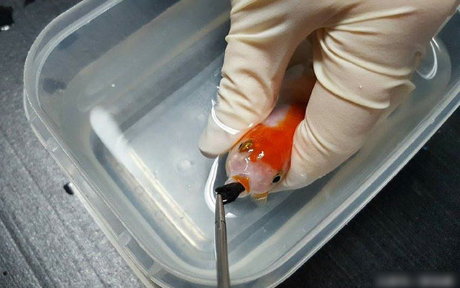 Cô gái chi 13 triệu đồng để cứu một con cá