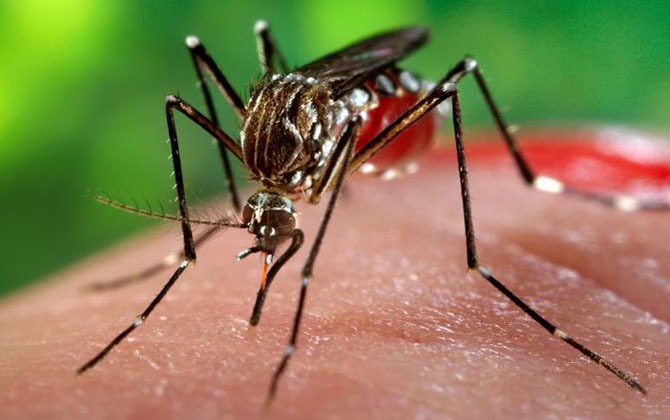 Việt Nam phát hiện 3 trường hợp Zika không đến từ vùng dịch