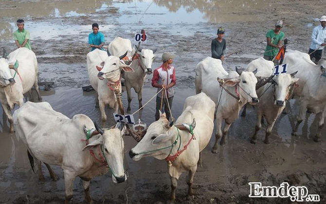 Nô nức về An Giang xem hội đua bò Bảy Núi