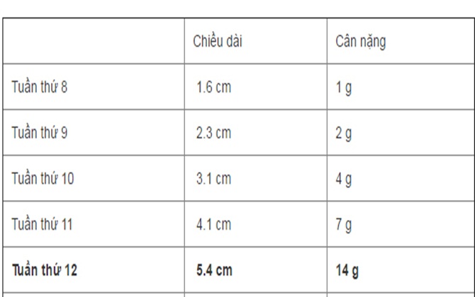 Cân nặng thai nhi thế nào mới chuẩn?
