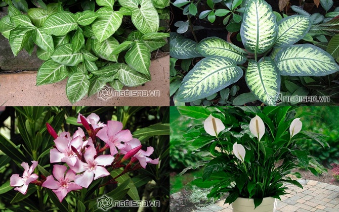 Những cây cảnh này hóa ra... cực độc, gây chết người