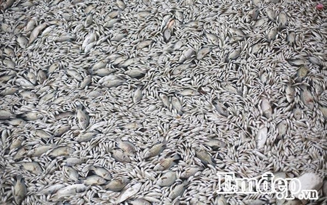 Kinh hoàng những bệnh mắc phải nếu ăn nhiều cá trong hồ ở Hà Nội