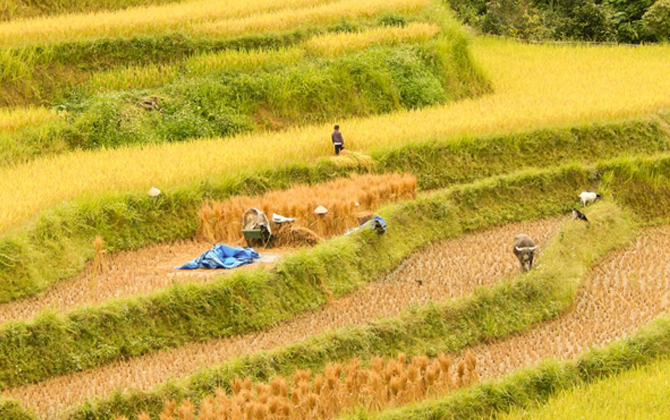 Hối hả bội thu mùa vàng Mù Cang Chải