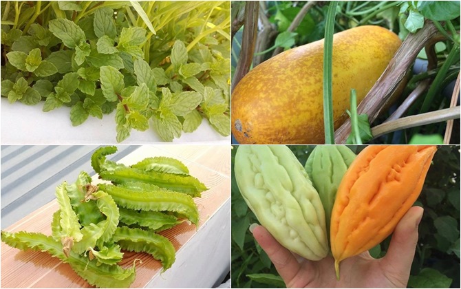 Yêu vợ thương con, chồng biến sân thượng thành nơi trồng rau nuôi cá