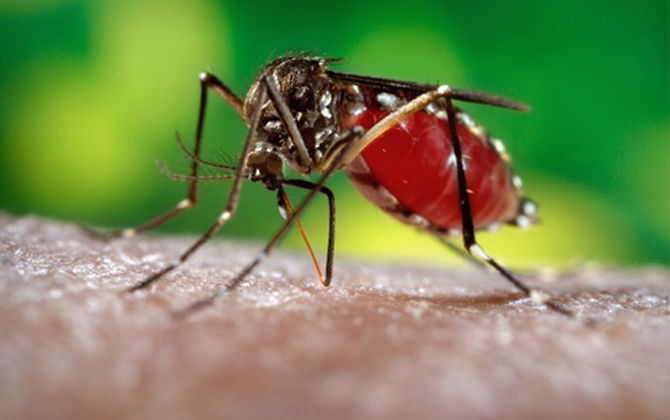 Thêm 2 phụ nữ TP HCM nhiễm virus Zika