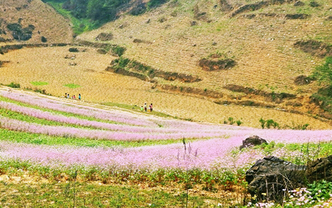 Trốn Hà Giang về ngắm tam giác mạch đang bung nở ở Lào Cai