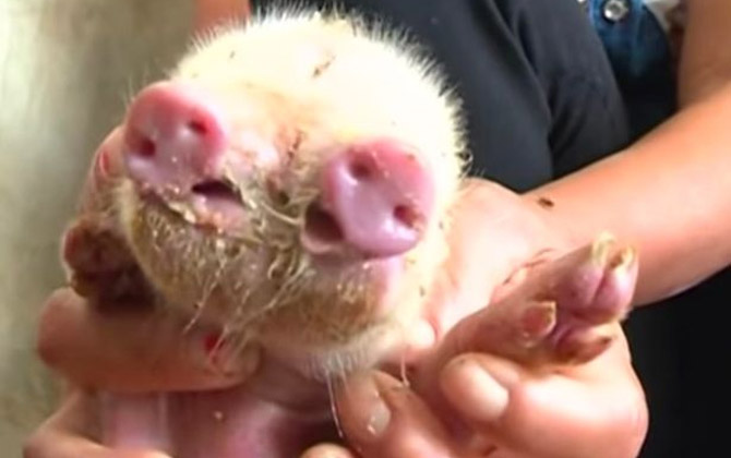 Xuất hiện lợn 2 mõm 3 mắt ở Trung Quốc