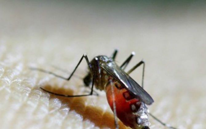 Một trẻ 4 tuổi ở Long An nhiễm virus Zika