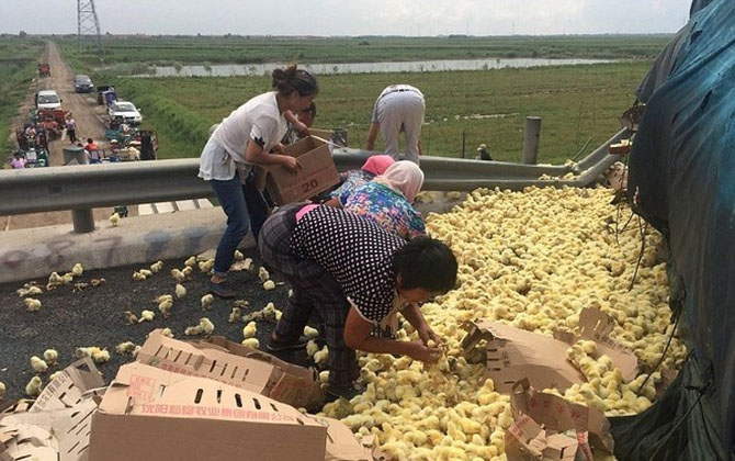 Tài xế khóc nức nở vì xe bị lật mà người dân vẫn lao vào hôi của