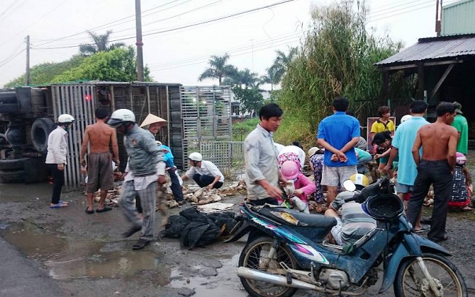 Dân xúm lại mua giúp hàng trăm con vịt chết ngạt khi xe bị lật