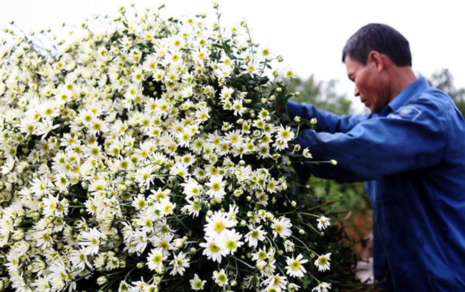 Cúc họa mi rộ mùa, người trồng lãi khủng