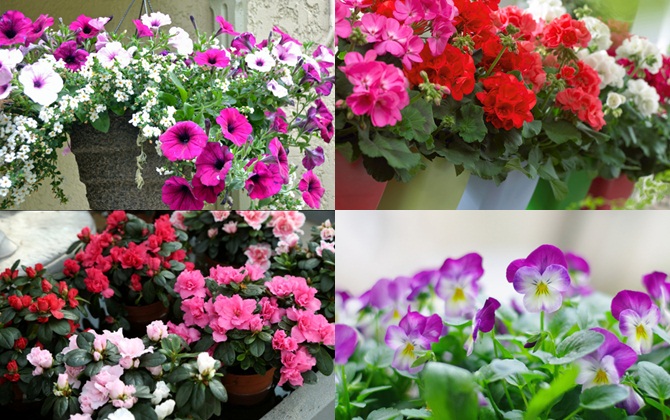 5 loại hoa chịu rét tốt để ban công rực rỡ khi đông về