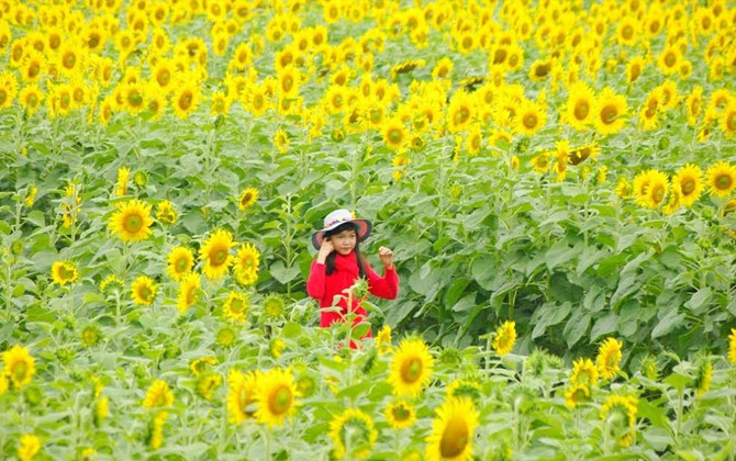 Giáng sinh này lên lịch đi chơi cánh đồng hướng dương lớn nhất Việt Nam