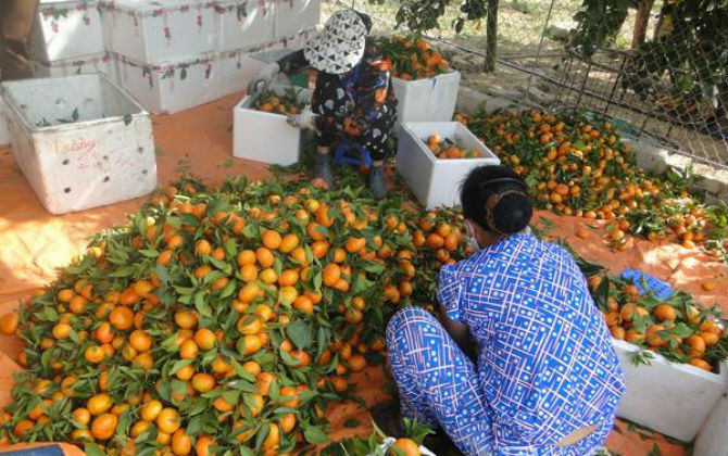 Gần Tết Đinh Dậu 2017, các thương lái đã về thu mua gần hết cam đường tại vườn