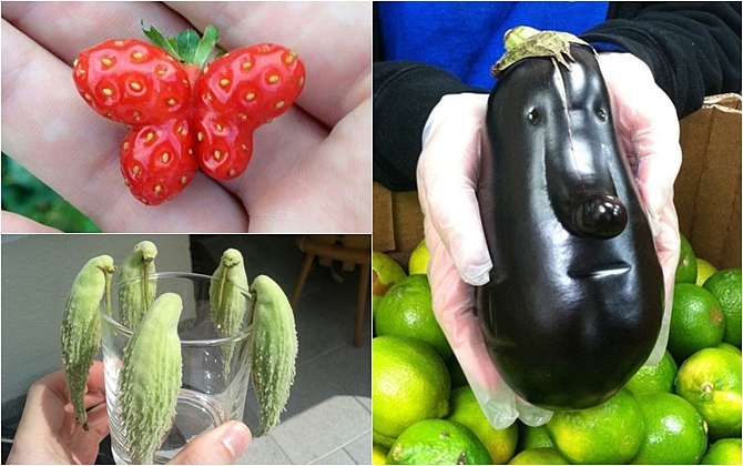 Tuyển tập 16 quả dị dạng như thể được trồng trên hành tinh khác