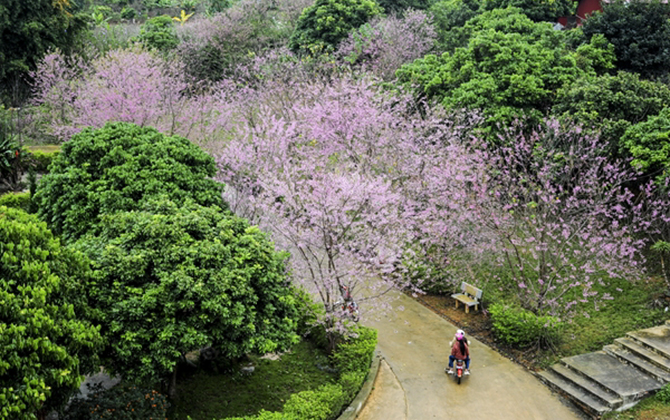 Say lòng ngắm mai anh đào nở rộ ở Mộc Châu