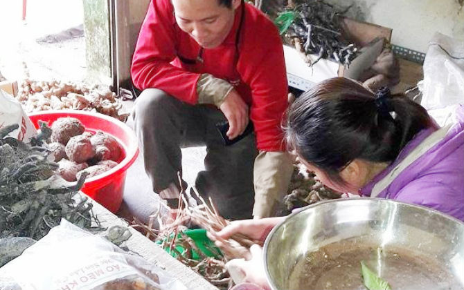 Giáp Tết, quý ông hào hứng săn thần dược sâm cau ngâm rượu uống Tết