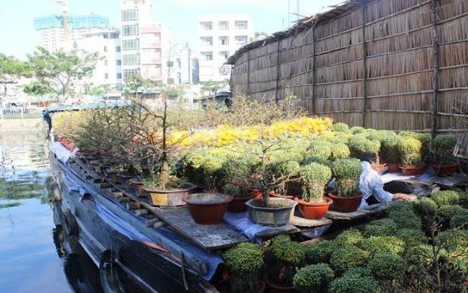 Bến Bình Đông 'trên bến dưới thuyền' vàng ruộm muôn sắc màu hoa xuân