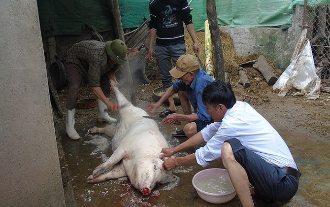 Sáng 30 Tết: Tưng bừng cảnh các gia đình ở quê đụng lợn ăn Tất Niên