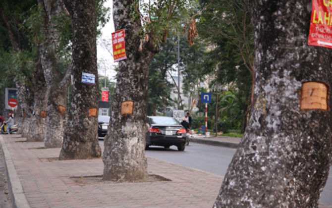 Hàng loạt cây xà cừ ở Hà Nội bị bất ngờ trộm vỏ, đục khoét nham nhở