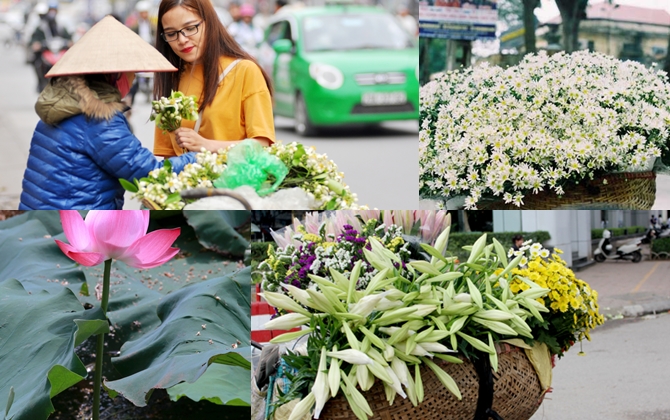 'Điểm danh' 7 mùa hoa đẹp đến nao lòng khiến ai cũng mê mẩn muốn ở Hà Nội