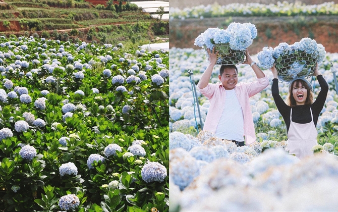 Chẳng nỡ rời chân trước vườn cẩm tú cầu đẹp mơ màng ở Đà Lạt