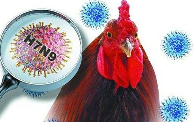 Cúm A(H7N9): Nếu gà mắc bệnh, người không giết mổ vẫn có thể mắc vì lý do này