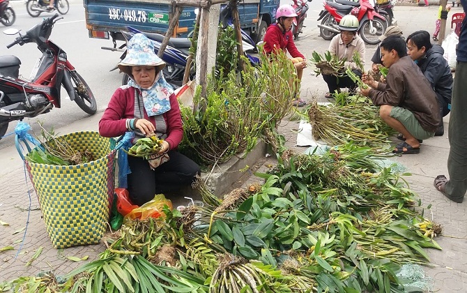 Cuối tuần đi 'chợ lan rừng' mua lan theo kg, theo bó duy nhất giữa Đà thành