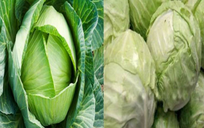 Bà nội trợ mách chiêu phân biệt bắp cải Trung Quốc và bắp cải VIỆT