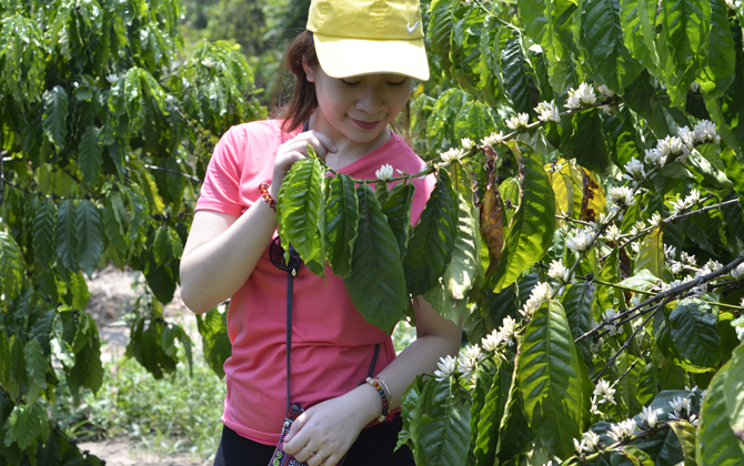 Thương nhớ tháng 3 hoa cà phê Buôn Mê