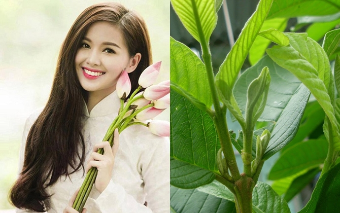 Tạm biệt mái tóc gãy rụng, mỏng lưa thưa nhờ công thức nước gội từ lá ổi