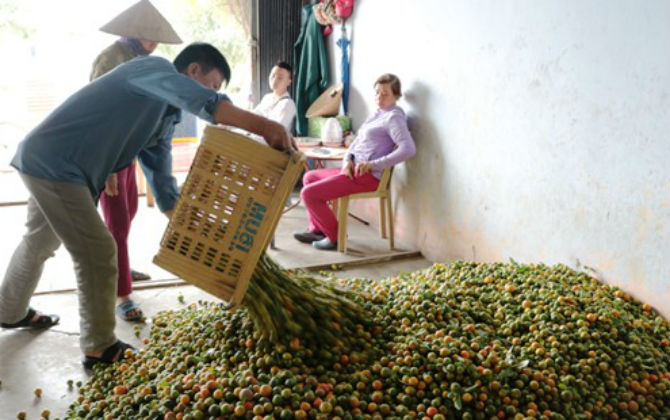 Hàng tấn quất chín bị bỏ mặc ngoài đồng vì giá rớt 1000 đồng/kg
