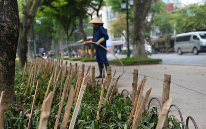 Hà Nội cắm cọc tre nhọn hoắt bảo vệ vườn hoa ở Nhà hát lớn khiến nhiều người lo lắng