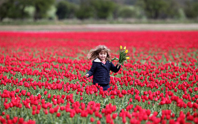 Đắm say lễ hội hoa tulip Hà Lan trên đất Mỹ