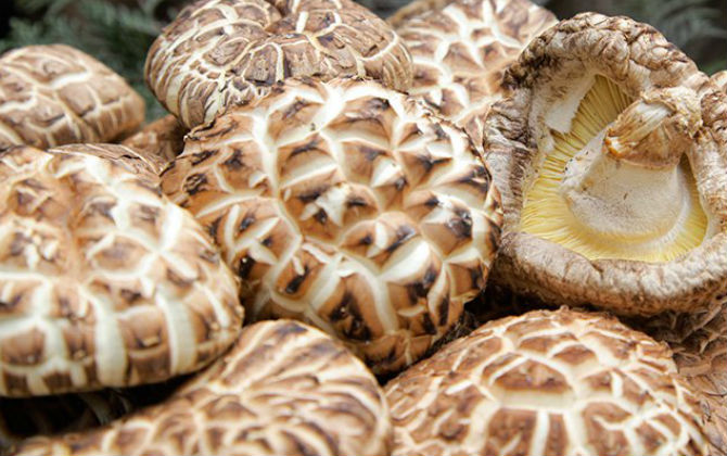 Nấm hương Nhật 8,6 triệu/kg: Dân Hà thành nháo nhác mua về xào, nấu súp