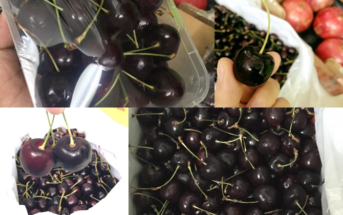 Cuối vụ, cherry New Zealand ngọt giòn tận cuống giá 500 ngàn/kg, nhà giàu Việt vẫn xách cả thùng