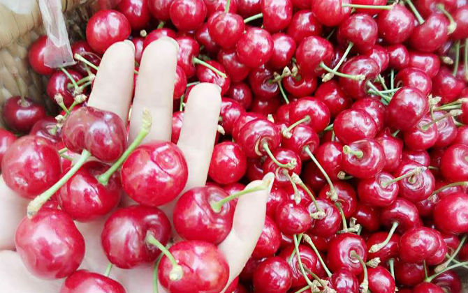 Cherry Trung Quốc 90 ngàn/kg bán tràn lan trên 'chợ mạng'